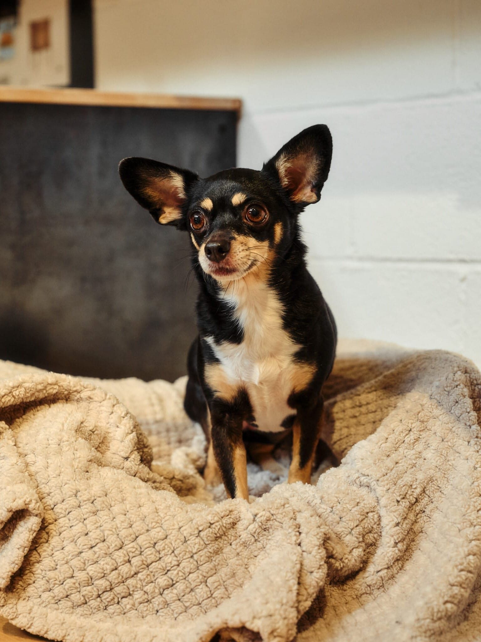 Lupita the security dog